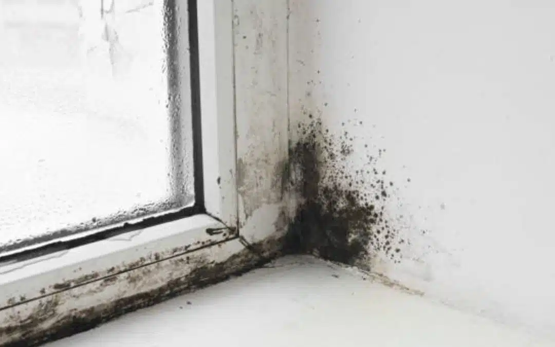 How To Prevent Mold On Windows